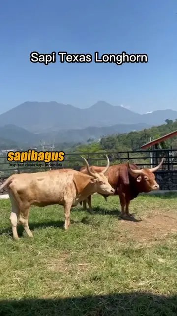 Sapi-Texas-Longhorn